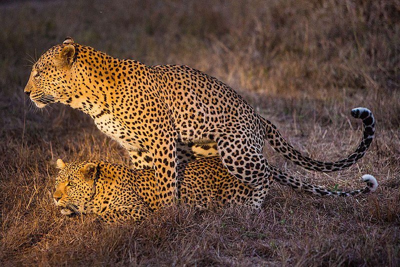 File:Leopards mating.jpg