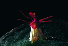 Lepanthes arachnion.jpg