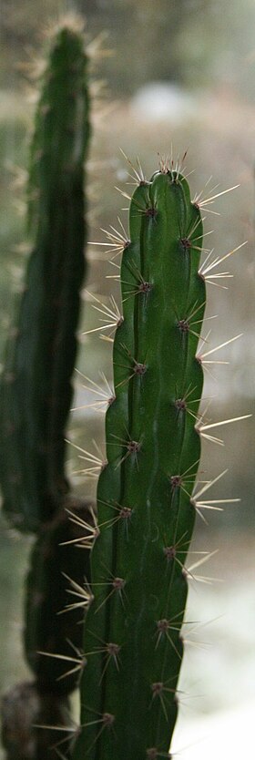 Leptocereus sylvestris