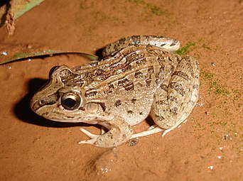 Leptodactylus chaquensis