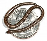 Så stor er den lille slange - møntens diameter er ca. 2,4 cm (Foto: Blair Hedges, Penn State)