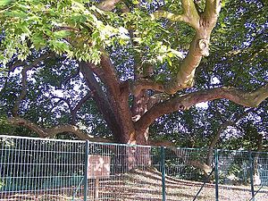 L'arbre de Diane, tronc et branches.