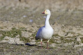 Lesser Snow Goose in White Phase.jpg