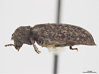 <i>Lichenophanes truncaticollis</i> species of insect