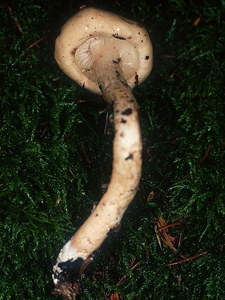 <i>Limacella illinita</i> Species of fungus