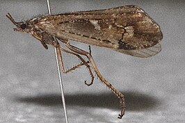 Limnephilus nogus