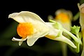 Linaria japonica Tsugaru Pen., Aomori, Japan