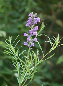 Linaria purpurea 1.jpg