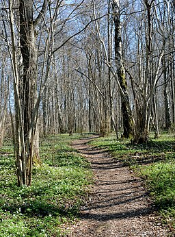 Linuddens naturreservat i april.