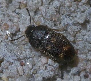 <i>Litargus sexpunctatus</i> Species of beetle