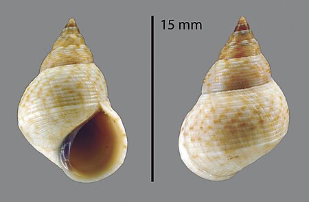 Littoraria undulata