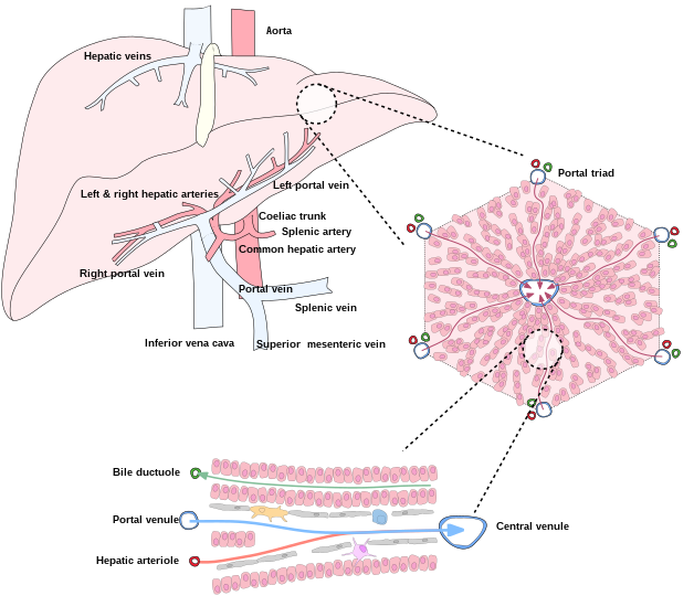 Diagram of liver, lobule, and portal tract and their inter-relations