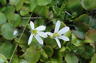 <i>Lobelia angulata</i> Species of flowering plant