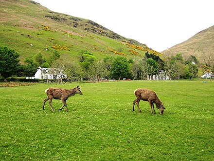 Busy downtown Lochranza