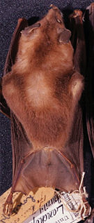 <span class="mw-page-title-main">Goldman's nectar bat</span> Species of bat