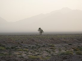Lonely palm trees - panoramio.jpg