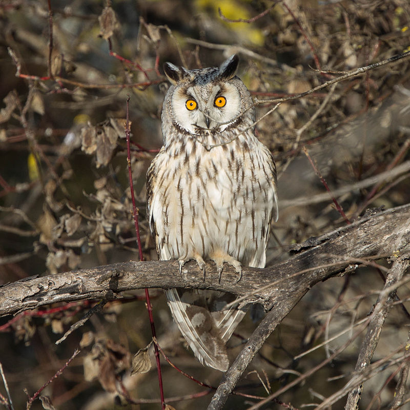 Hibou moyen-duc — Wikipédia