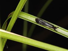 Longhorned Caddisfly (Trichoptera- Leptoceridae) (7276090548).jpg