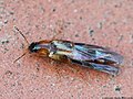 Lordithon trinotatus (Erichson, 1839)