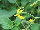 Lycopersicon esculentum - Tomato from Wayanad (2).jpg