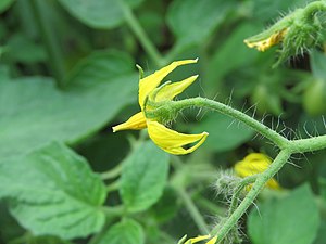 Lycopersicon esculentum - Tomato from Wayanad (2).jpg