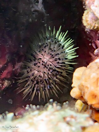 <i>Lytechinus williamsi</i> Species of sea urchin