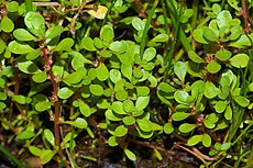 Pelkinė šindra (Lythrum portula)