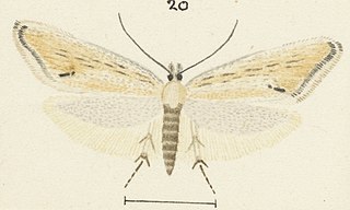 <i>Glyphipterix necopina</i> Species of moth