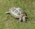 Griechische Landschildkröte oder etwas anderes? Vll. Vierzehen-Landschildkröte (Testudo horsefieldii)?