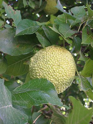 Drzewo pomarańczy mlecznej (Maclura pomifera)