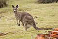 Eastern Grey Kangaroo ('Macropus giganteus) female, Maria Island, Tasmania, Australia