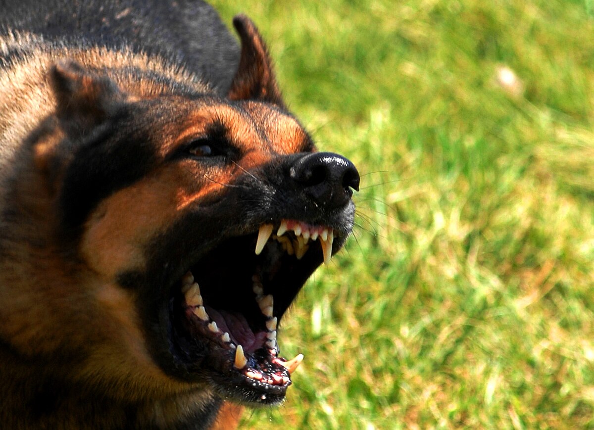 Dog aggression - Wikipedia