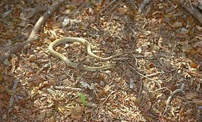 Descripción de la imagen de la serpiente nariz de cerdo dorada de Madagascar (Leioheterodon modestus) (9572745042) .jpg.