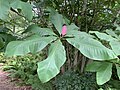 Magnolia tripetala in the Morris Arboretum