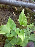Maianthemum bifolium 01.jpg