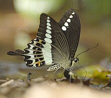 مالبار swallowtail.jpg