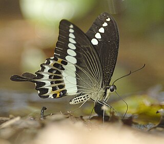 <i>Papilio liomedon</i> Species of butterfly