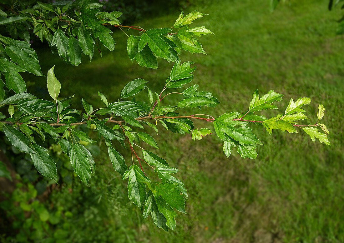 File:Malus sieboldii E.jpg