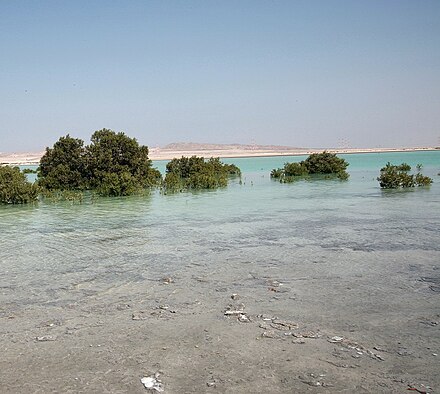 Mangroves