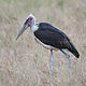 Marabou stork, Leptoptilos crumeniferus edit1.jpg