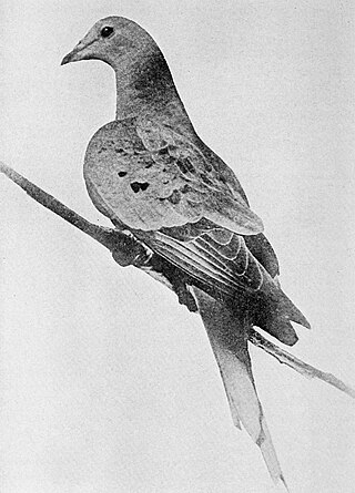 <span class="mw-page-title-main">Martha (passenger pigeon)</span> Last known passenger pigeon