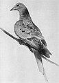 Martha last passenger pigeon 1914.jpg