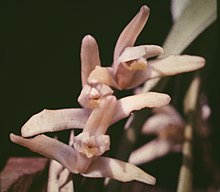 Maxillaria parkeri Maxillaria parkeri - fl.jpg