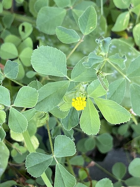 File:Medicago lupulina 211307356.jpg