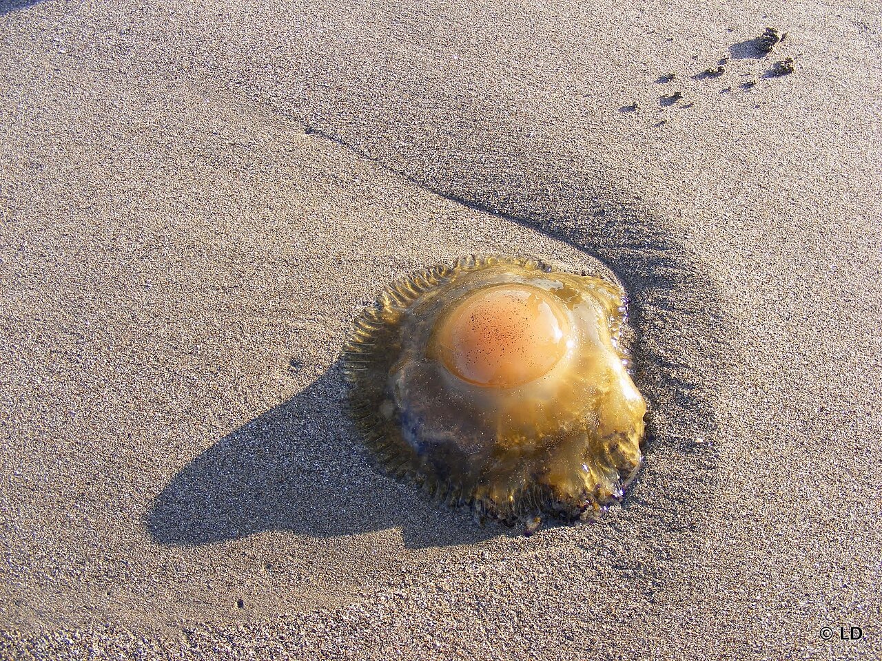 https://upload.wikimedia.org/wikipedia/commons/thumb/e/e7/Mediterranean_jelly_or_fried_egg_jellyfish_http-en.wikipedia.org-wiki-Cotylorhiza_tuberculata_-_panoramio.jpg/1280px-Mediterranean_jelly_or_fried_egg_jellyfish_http-en.wikipedia.org-wiki-Cotylorhiza_tuberculata_-_panoramio.jpg