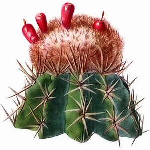 Melocactus lemairei The Cactaceae.jpg