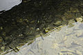 Members of the Panjshir Provincial Reconstruction Team examine trout swimming in a fish farm in the village of Duabi, Paryan district, Panjshir province, Afghanistan, July 28, 2010 100728-F-NT695-072.jpg