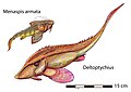 （復原圖）左上：颊甲鲛属（德语：Menaspis），右下：三角褶鲛属，属于颊甲鲛目