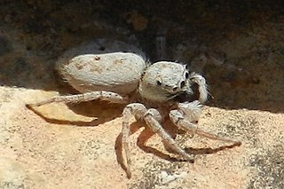 <i>Menemerus fagei</i> Species of spider