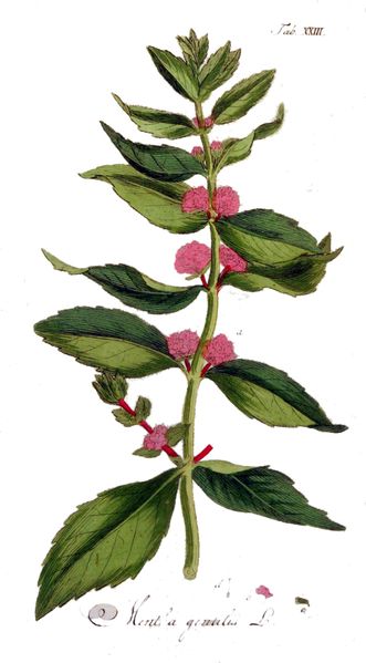 File:Mentha gentilis Ypey23.jpg